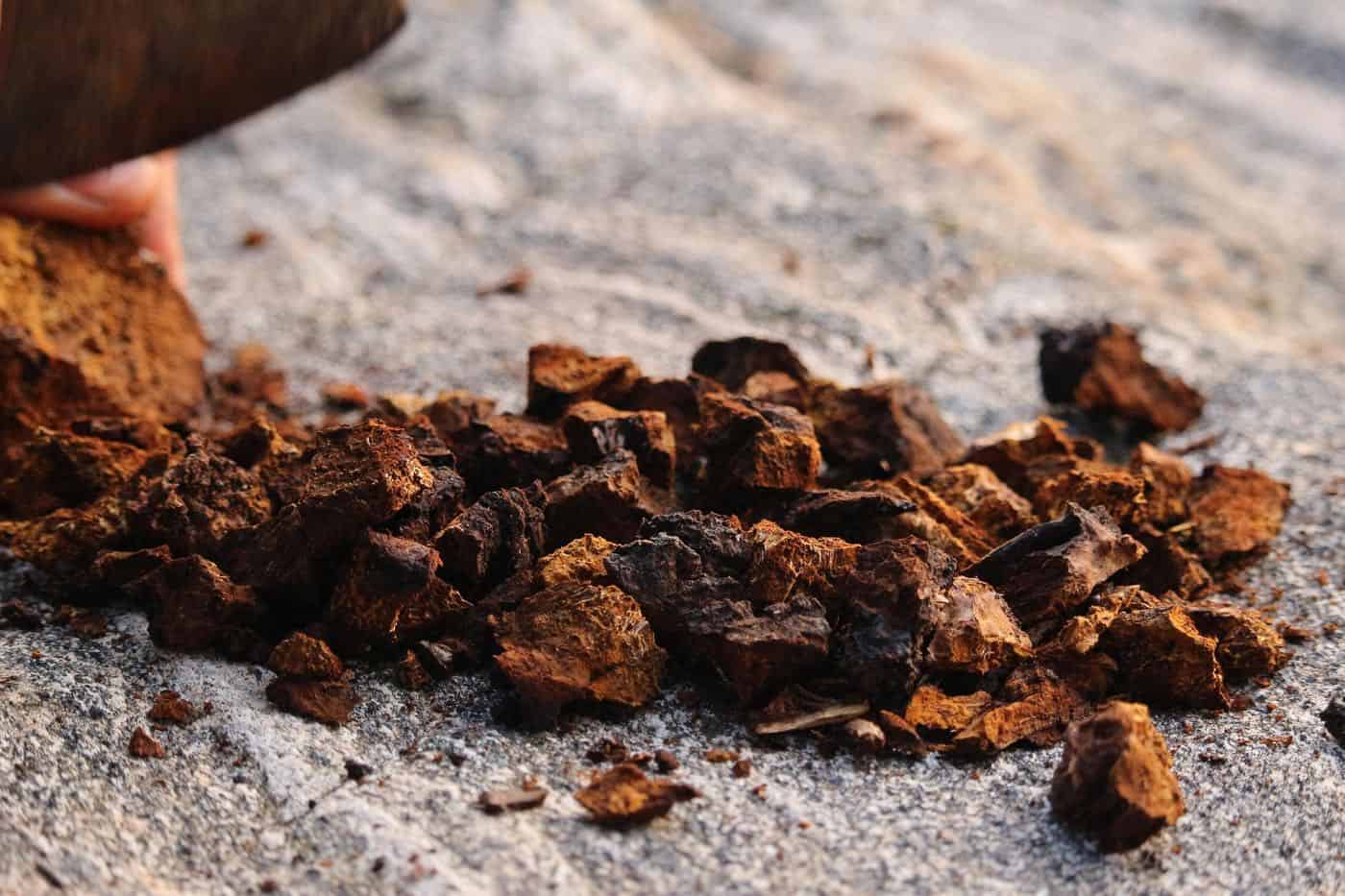 Chaga (Čaga) – aké môže mať účinky?
