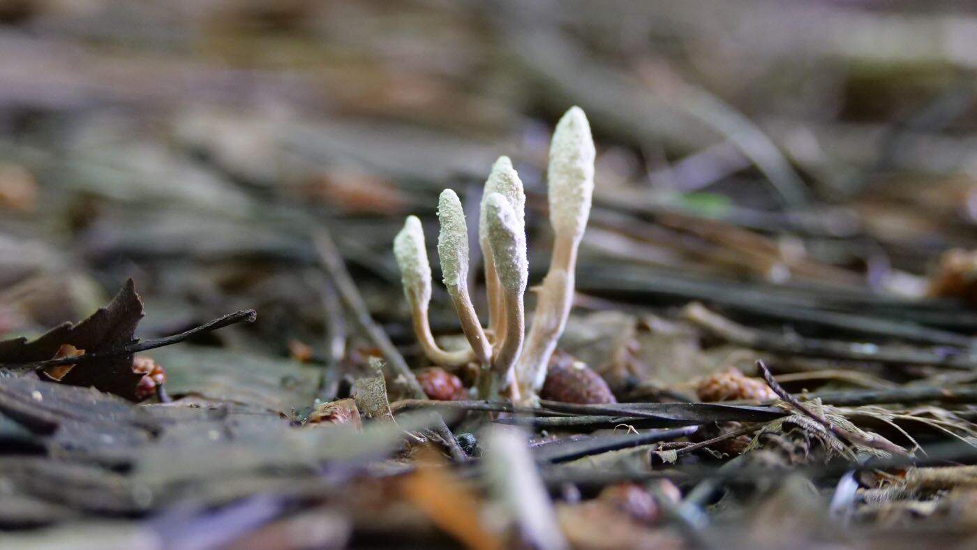 Cordyceps – aké môže mať účinky?