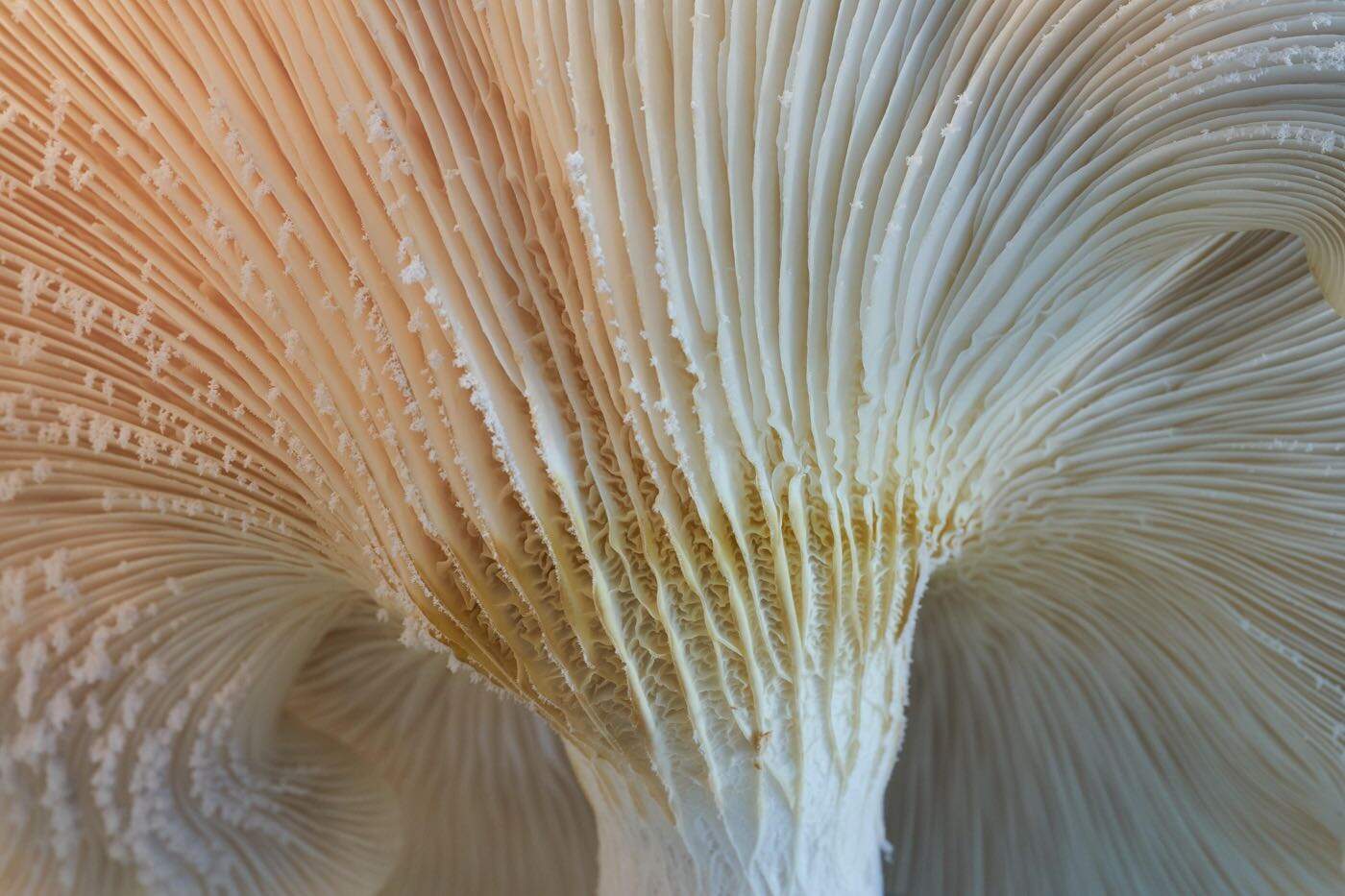 Lions Mane (Levia hriva) – aké môže mať účinky?