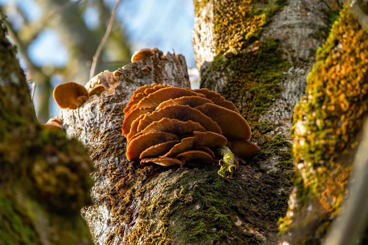 Maitake – aké môže mať účinky?