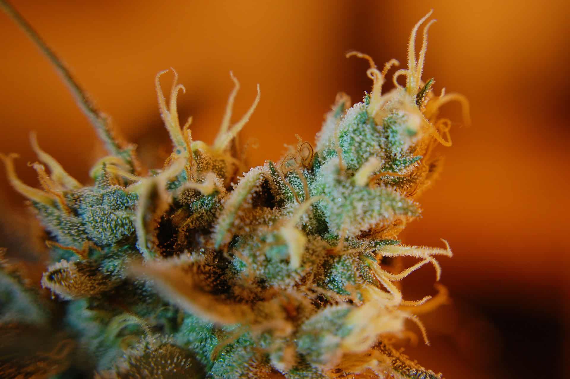 INDOOR vs OUTDOOR CBD kvety – aký je rozdiel?